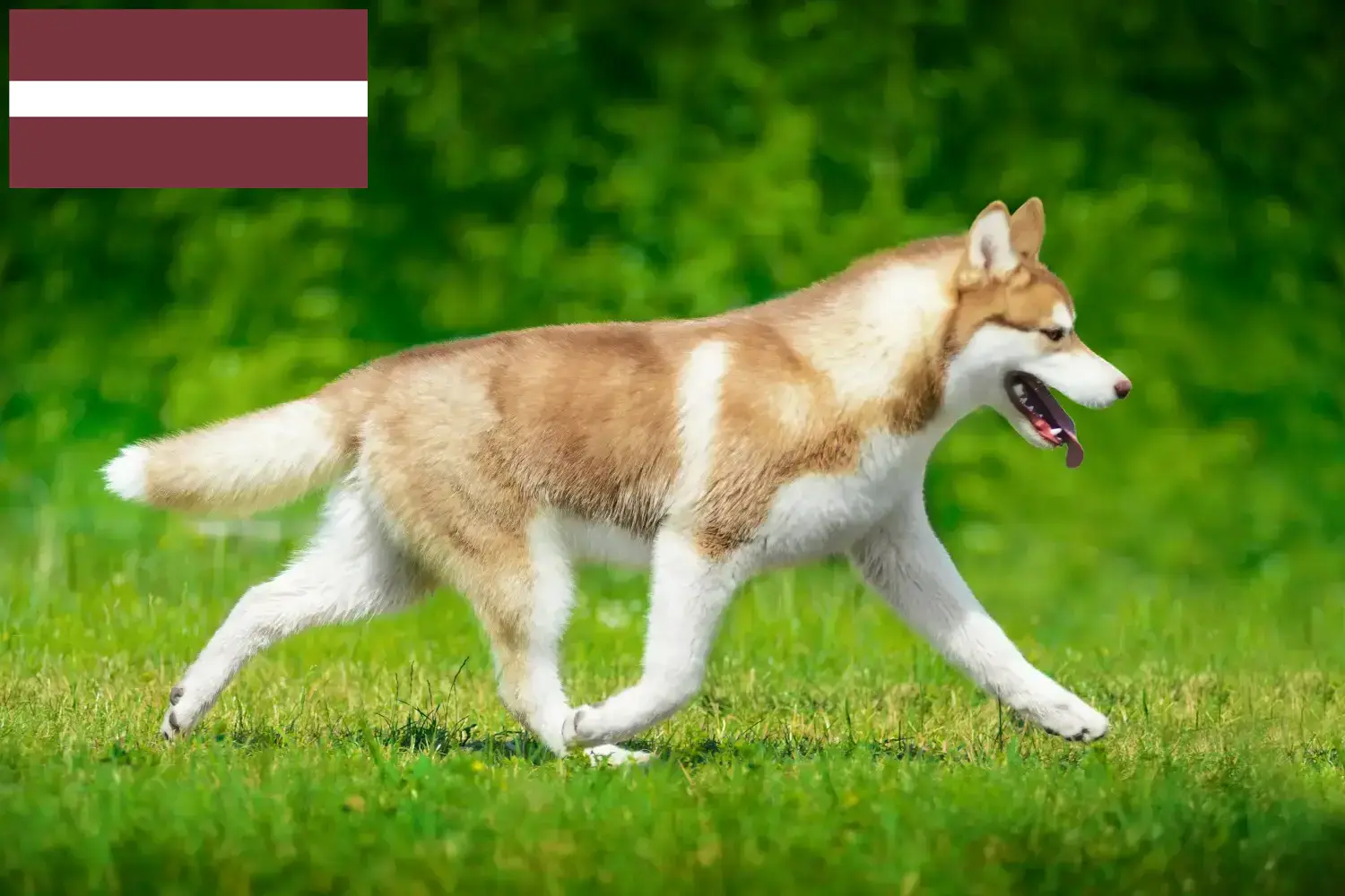 Husky puppies and breeders Latvia Here you can find Husky breeders in Latvia.