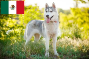 Read more about the article Husky breeders and puppies in Mexico
