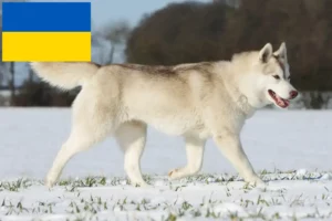 Read more about the article Husky breeders and puppies in Ukraine