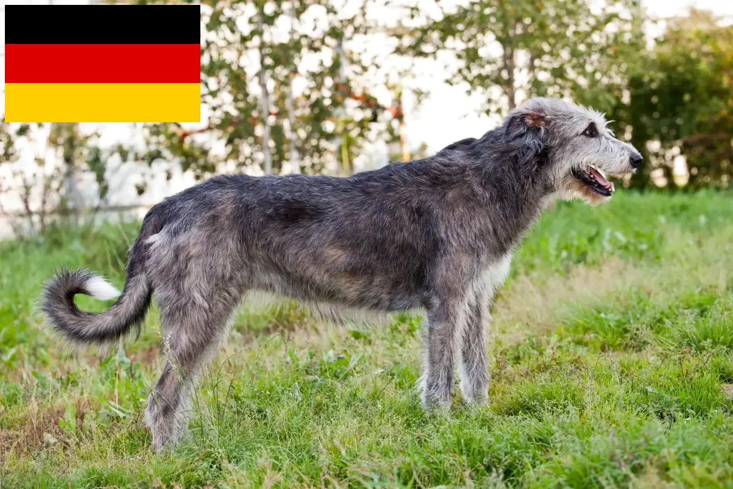 Irish Wolfhound puppies and breeders Germany Here you can find Irish Wolfhounds breeders in Germany.