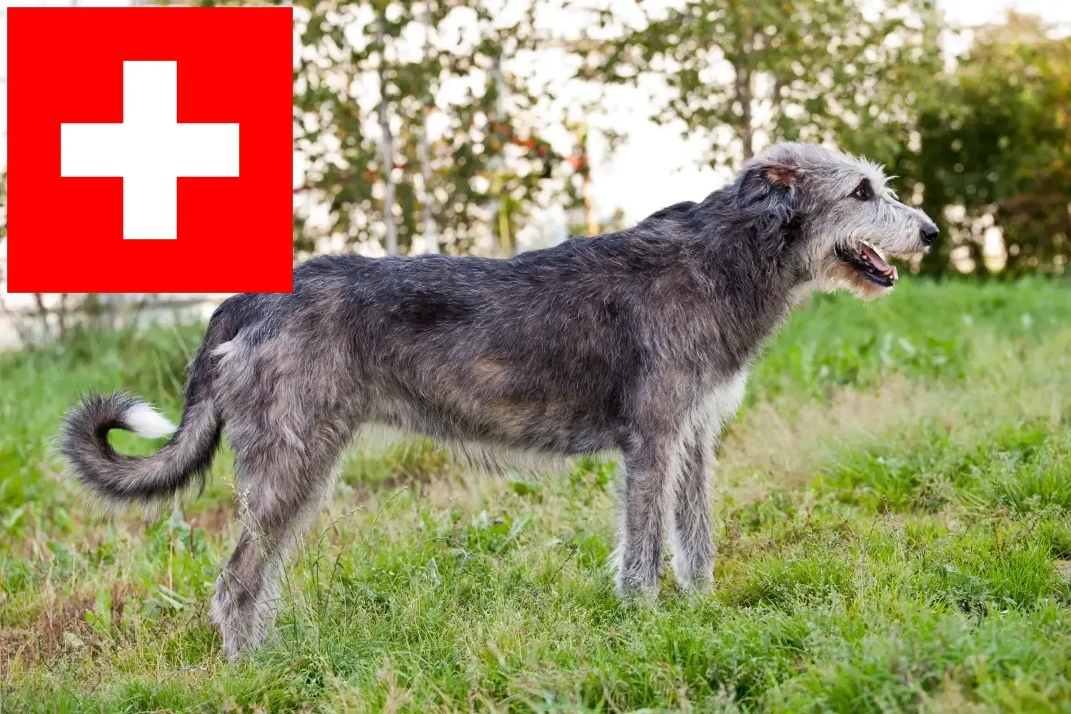 Irish Wolfhound puppies and breeders Switzerland Here you can find Irish Wolfhound breeders in Switzerland.