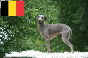 Read more about the article Italian wind chime breeders and puppies in Belgium