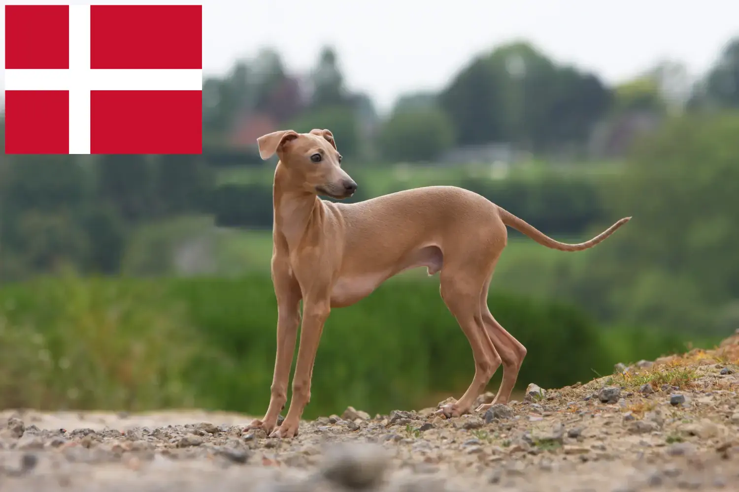 Italian wind chime puppies and breeder Denmark Here you can find Italian wind chimes breeders in Denmark.