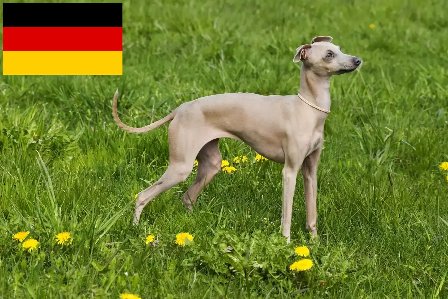Italian wind chime puppies and breeder Germany Here you can find Italian wind chimes breeders in Germany.