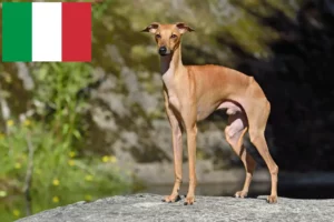 Read more about the article Italian wind chime breeders and puppies in Italy