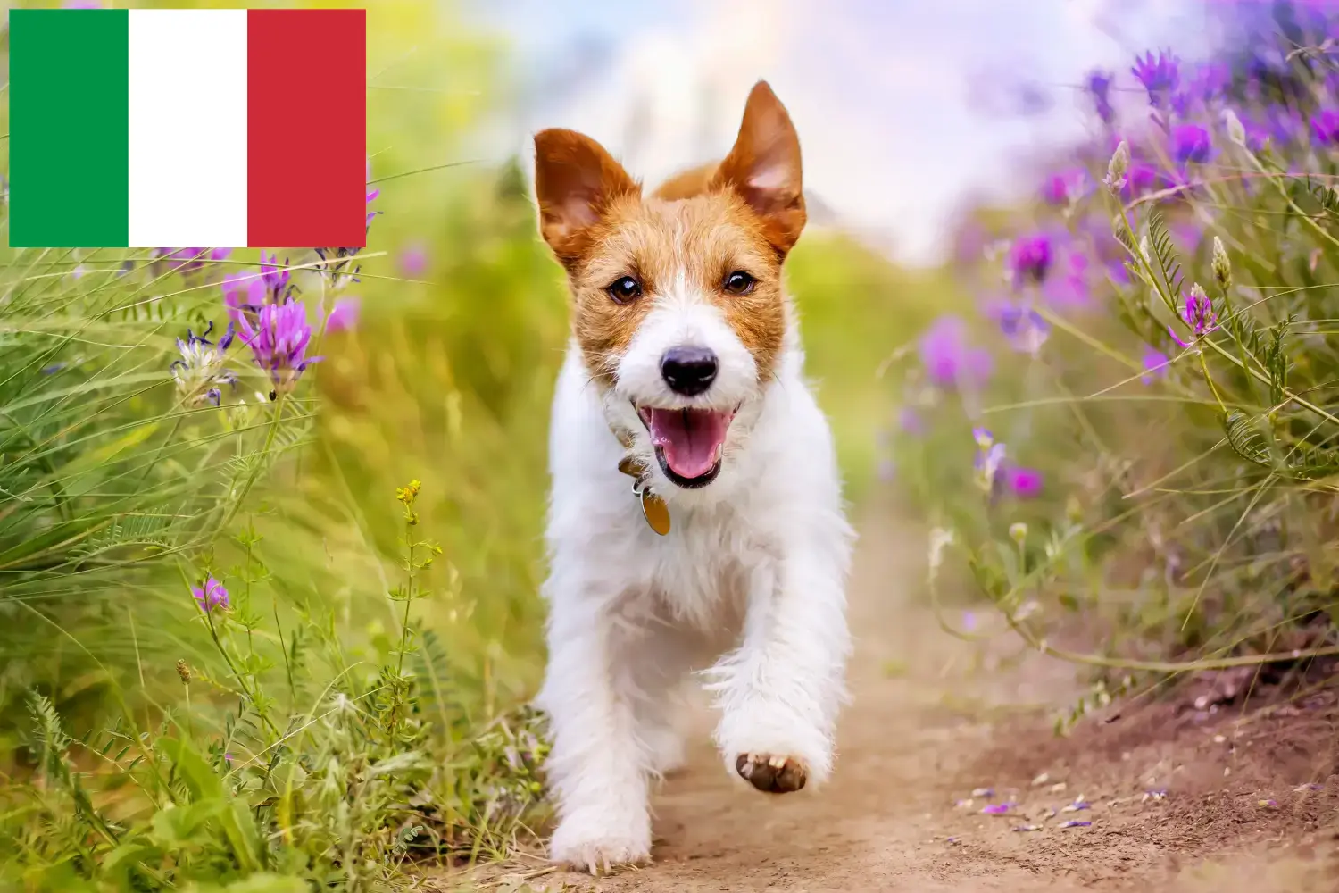 Read more about the article Jack Russell breeders and puppies in Italy