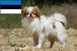 Read more about the article Japan Chin breeders and puppies in Estonia