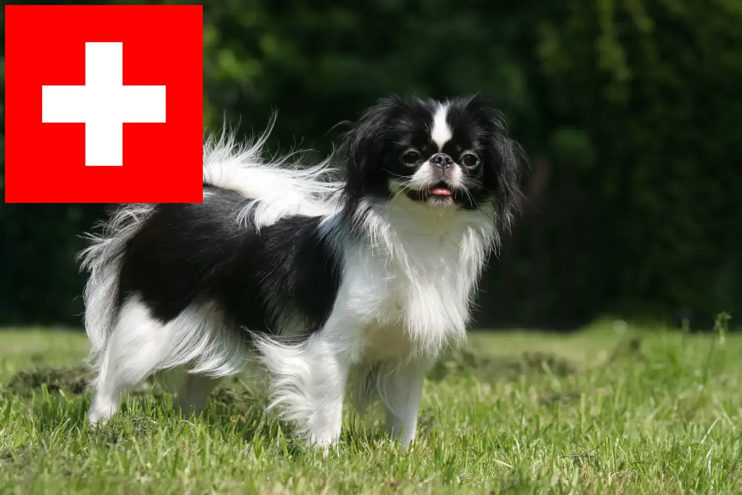 Japan Chin puppies and breeders Switzerland Here you can find Japan Chin breeders in Switzerland.