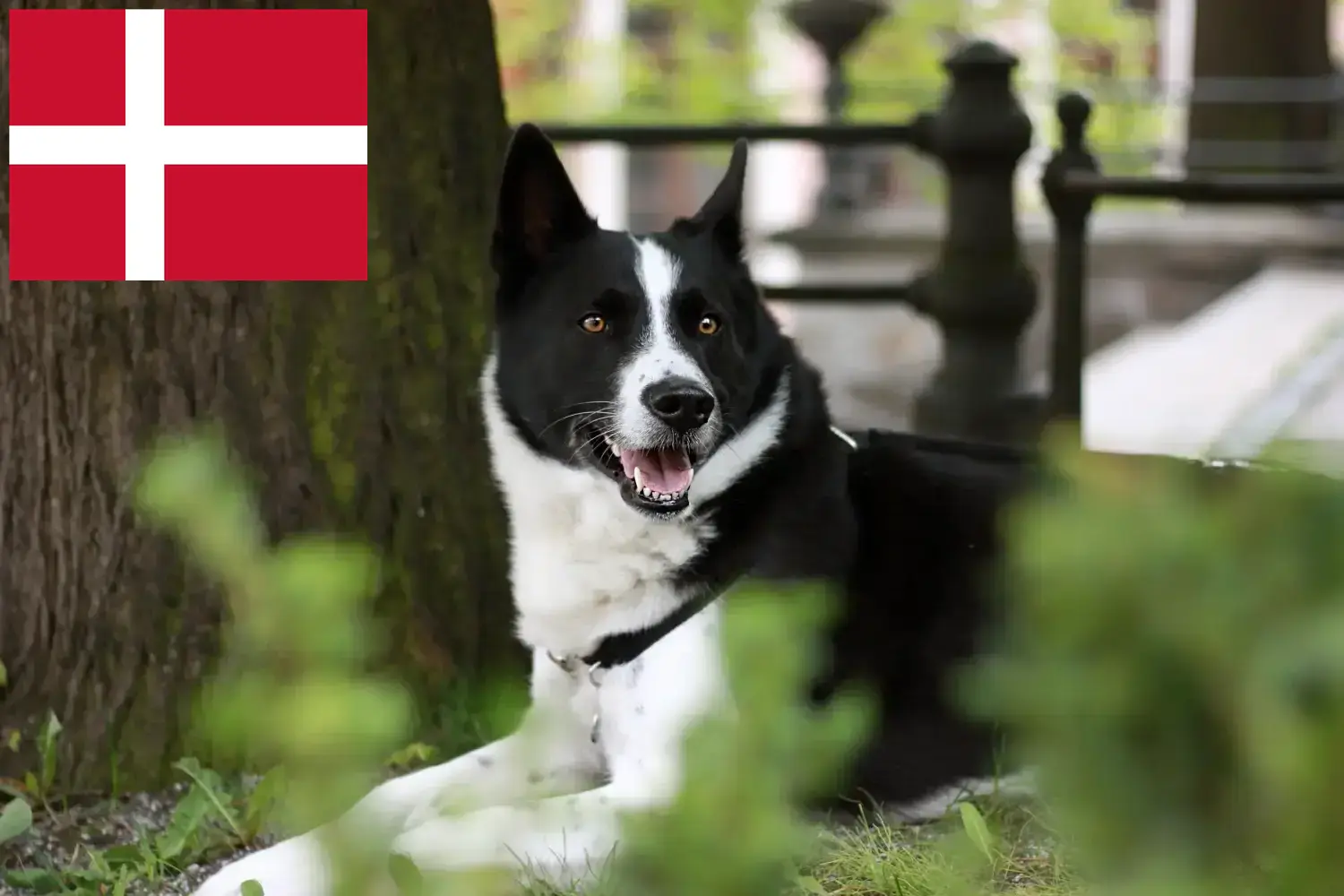 Karelian Bear Dog puppies and breeders Denmark Here you can find Karelian Bear Dog breeders in Denmark.