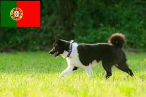Read more about the article Karelian Bear Dog Breeder and Puppies in Portugal