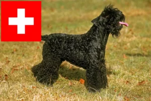 Read more about the article Kerry Blue Terrier breeders and puppies in Switzerland