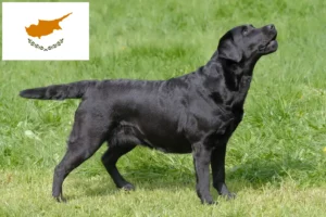 Read more about the article Labrador breeders and puppies in Cyprus