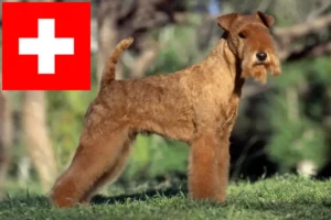 Read more about the article Lakeland Terrier breeders and puppies in Switzerland