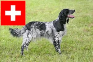 Read more about the article Large Münsterländer breeder and puppies in Switzerland