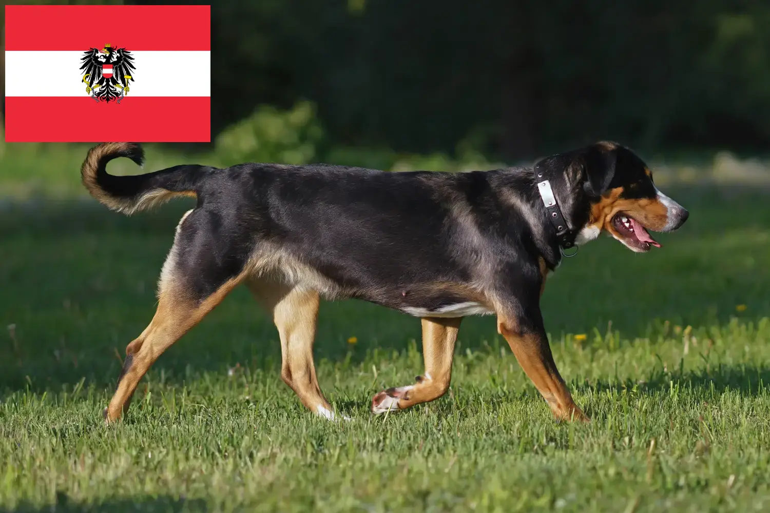 Great Swiss Mountain Dog puppies and breeders Austria Here you can find Great Swiss Mountain Dog breeders in Austria.