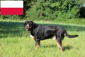 Read more about the article Great Swiss Mountain Dog breeder and puppies in Poland