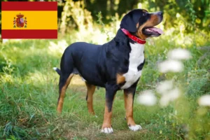 Read more about the article Large Swiss Mountain Dog Breeder and Puppies in Spain