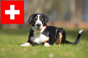 Read more about the article Large Swiss Mountain Dog Breeder and Puppies in Switzerland