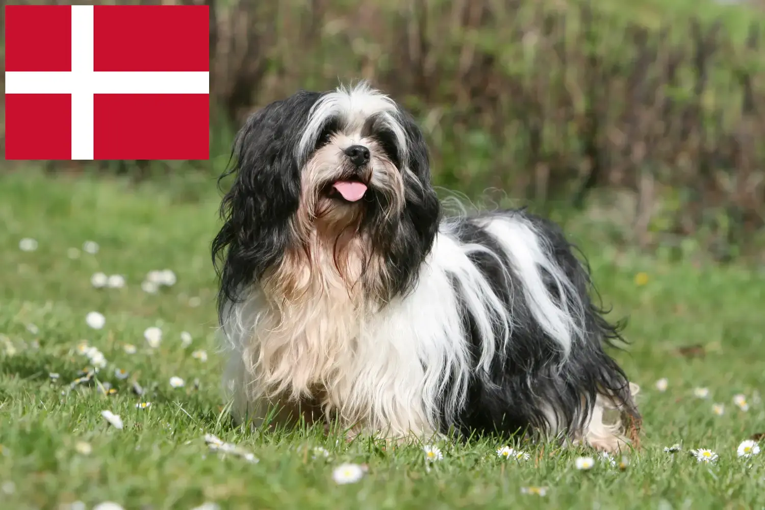 Lhasa Apso puppies and breeders Denmark Here you can find Lhasa Apsos breeders in Denmark.