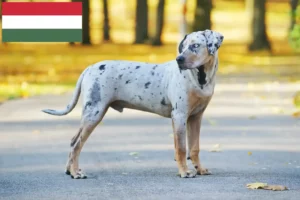 Read more about the article Louisiana Catahoula Leopard Dog Breeder and Puppies in Hungary