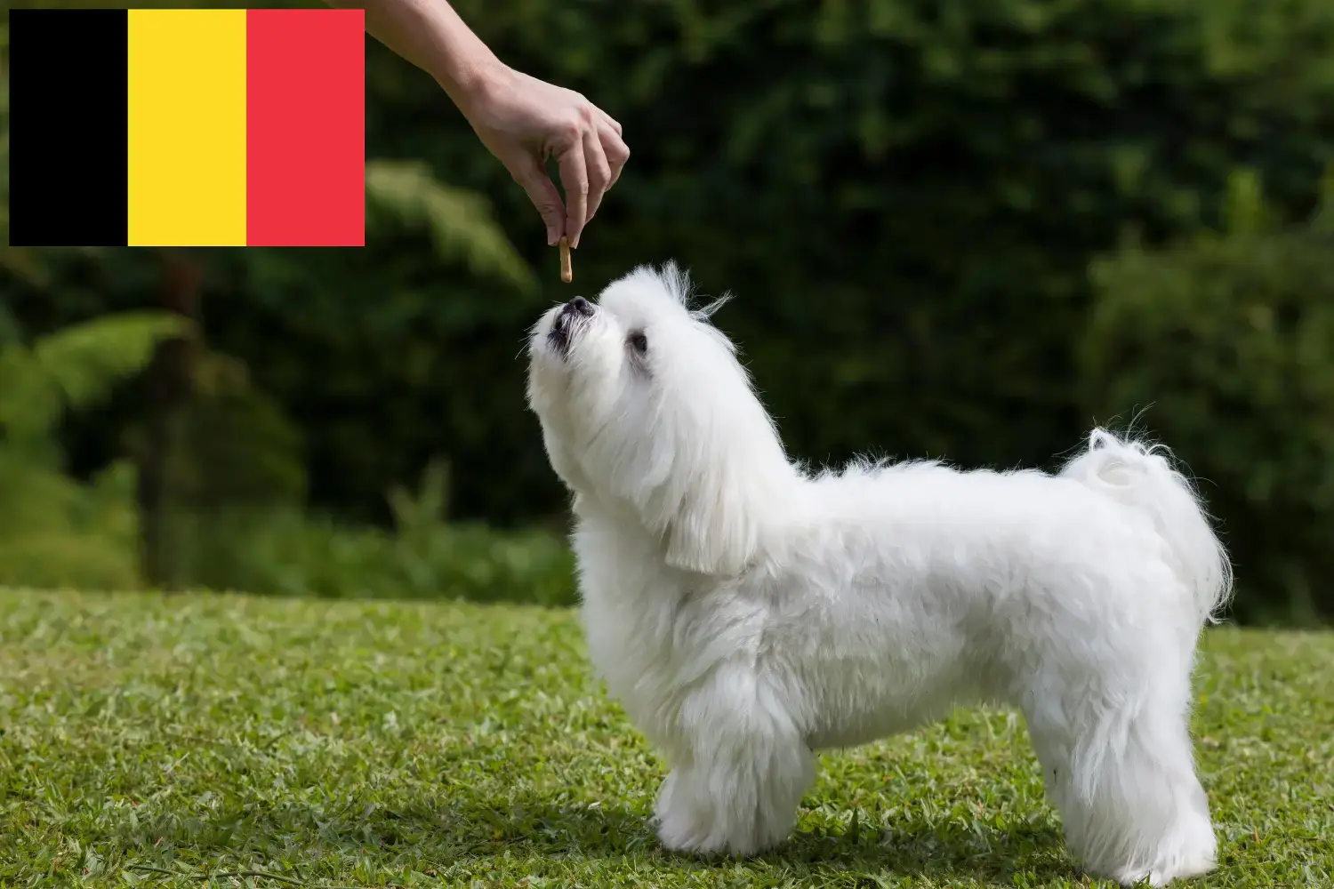 Maltese puppies and breeders Belgium Find Maltese breeders in Belgium here.