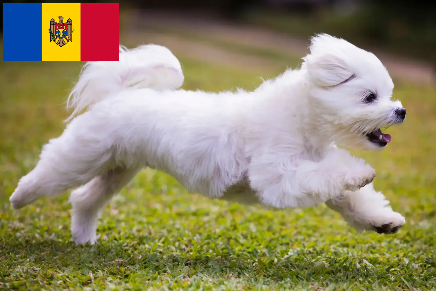 Maltese puppies and breeders Republic of Moldova Find Maltese breeders in Republic of Moldova here.