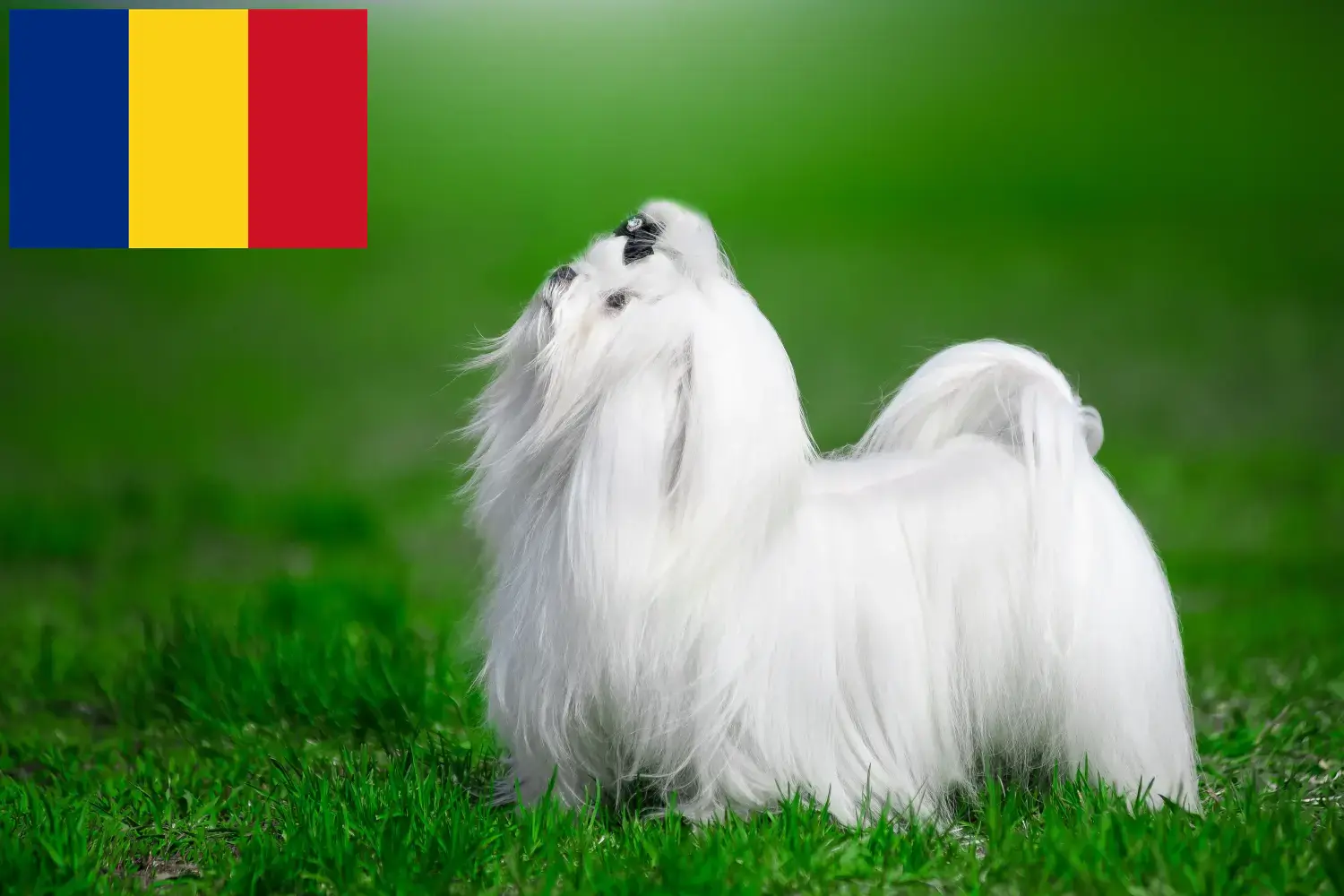Maltese puppies and breeders Romania Find Maltese breeders in Romania here.