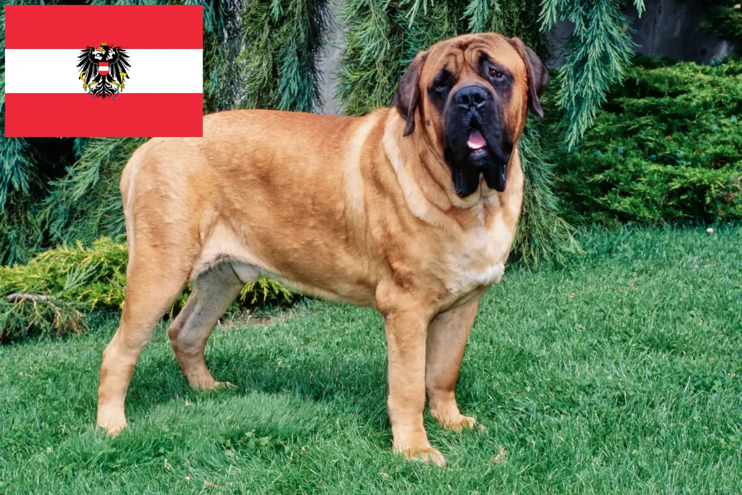 Mastiff puppies and breeders Austria Here you can find Mastiff breeders in Austria.