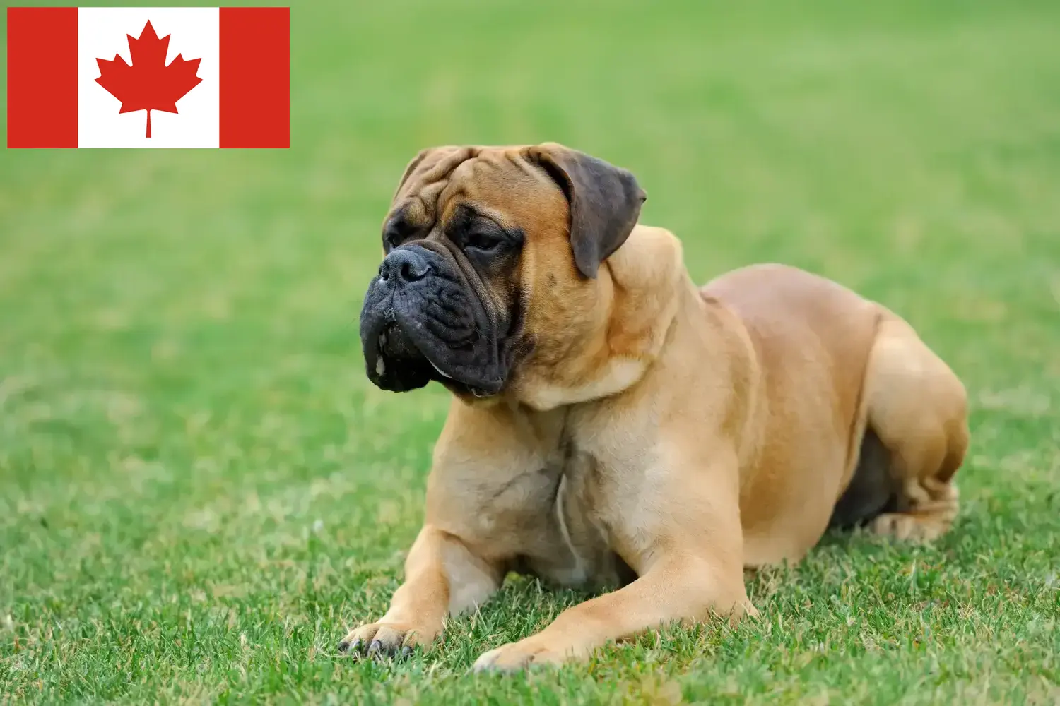 Mastiff puppies and breeders Canada Here you can find Mastiff breeders in Canada.