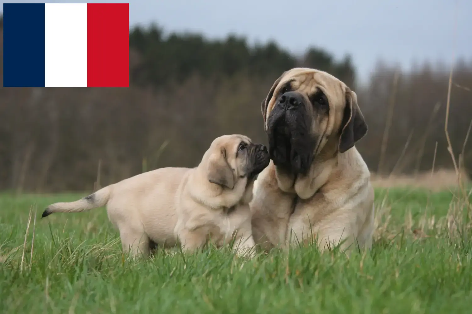 Mastiff puppies and breeders France Here you can find Mastiff breeders in France.