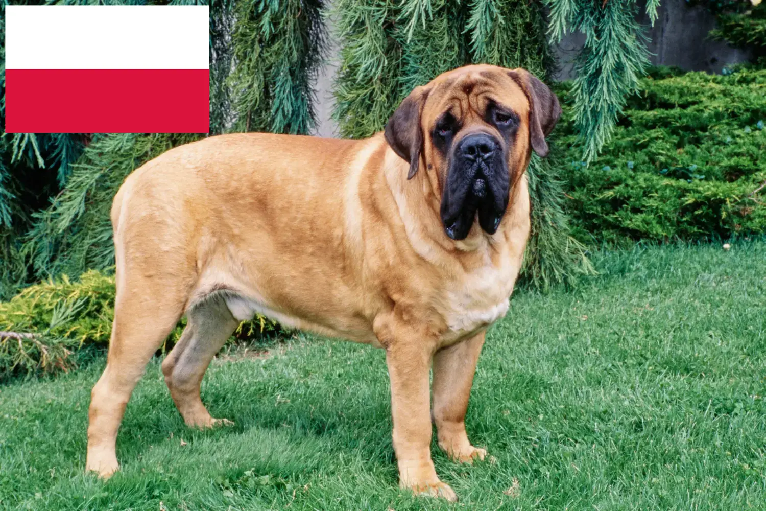 Mastiff puppies and breeders Poland Here you can find Mastiff breeders in Poland.