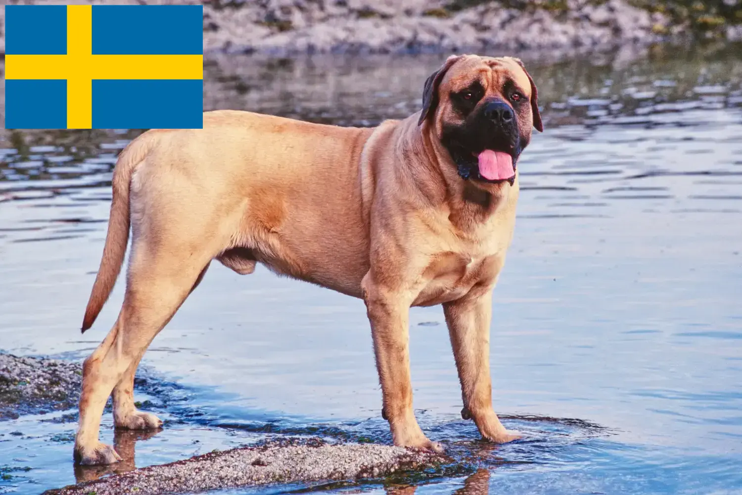 Mastiff puppies and breeders Sweden Here you can find Mastiff breeders in Sweden.