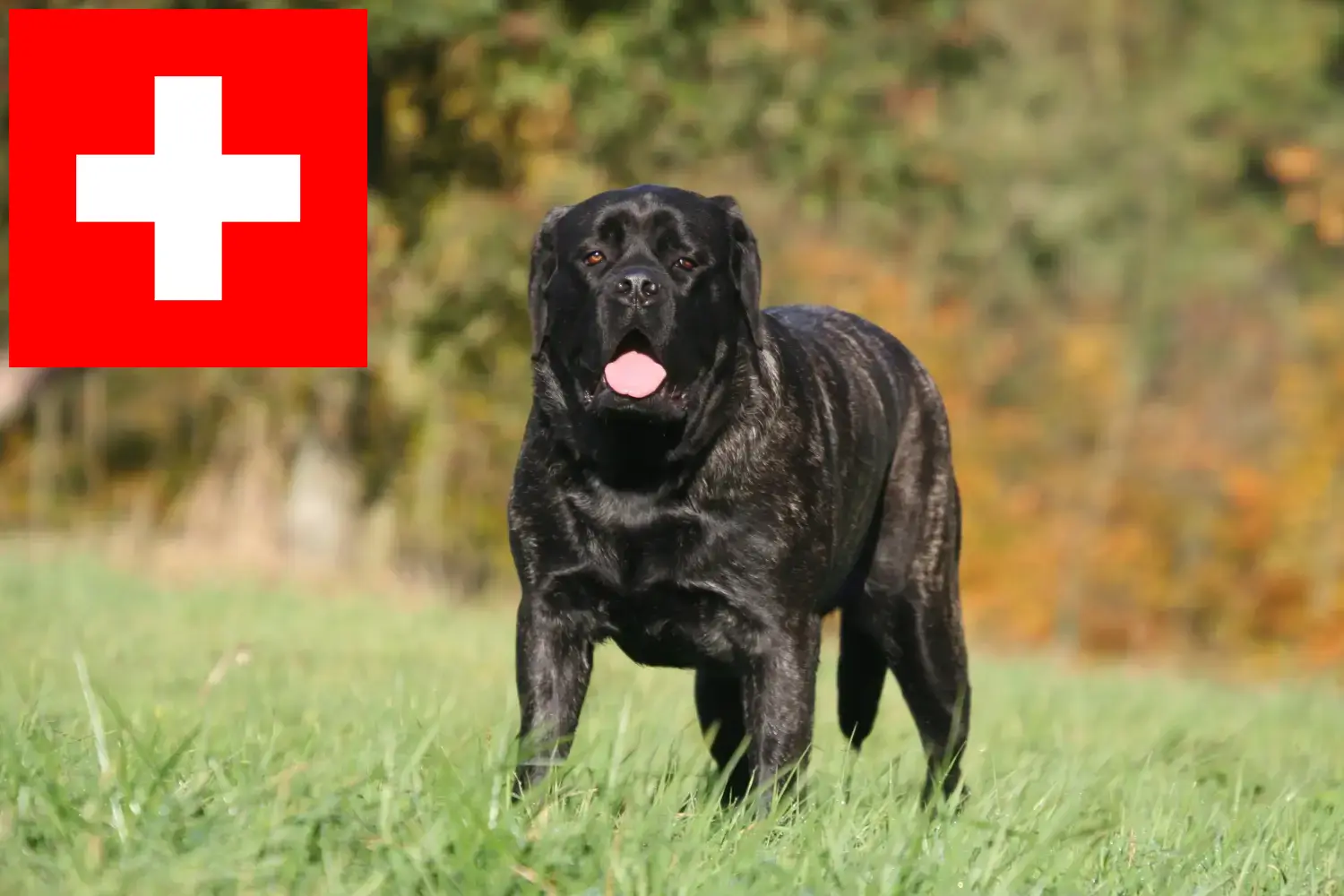 Mastiff puppies and breeders Switzerland Here you can find Mastiff breeders in Switzerland.