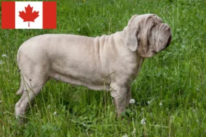 Read more about the article Mastino Napoletano breeders and puppies in Canada