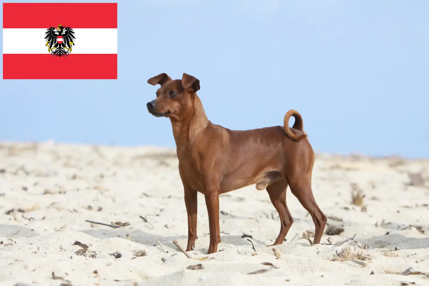 Miniature Pinscher puppies and breeders Austria Here you can find Miniature Pinscher breeders in Austria.
