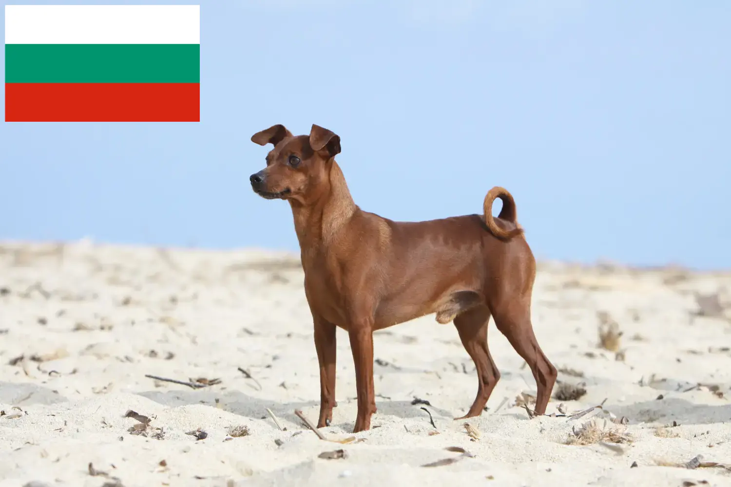 Miniature Pinscher puppies and breeders Bulgaria Here you can find Miniature Pinscher breeders in Bulgaria.