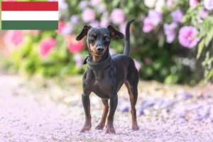 Read more about the article Miniature Pinscher breeders and puppies in Hungary