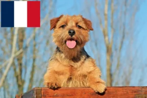 Read more about the article Norfolk Terrier breeders and puppies in France