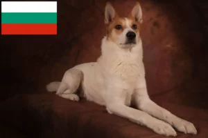 Read more about the article Norrbottenspitz breeders and puppies in Bulgaria