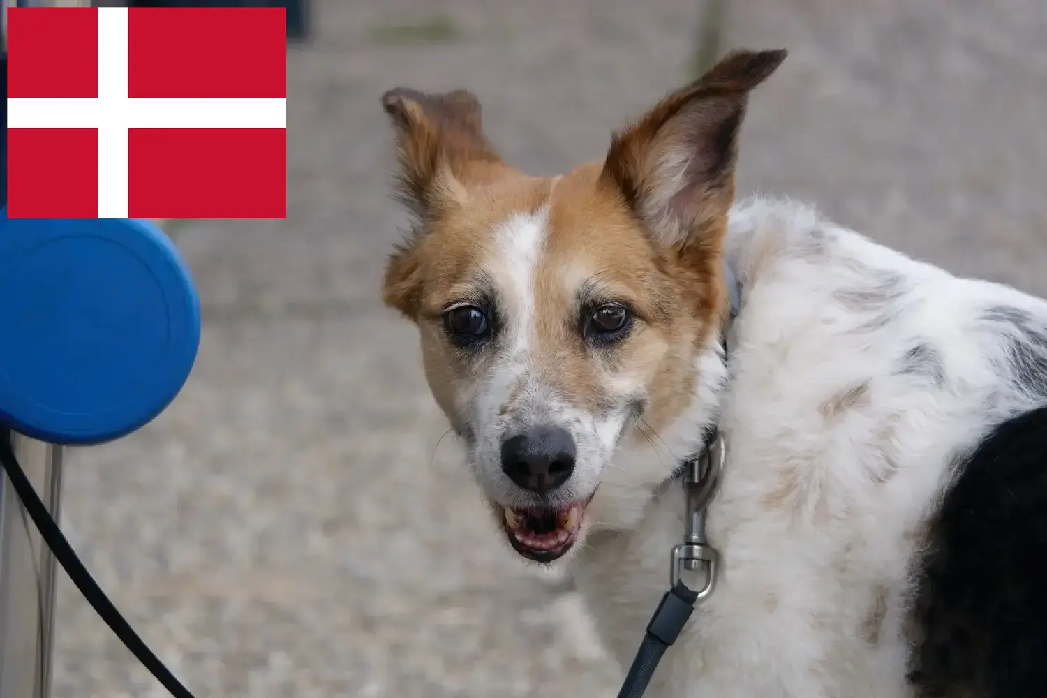 Norrbottenspitz puppies and breeders Denmark Here you can find Norrbottenspitze breeders in Denmark.
