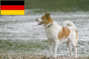Read more about the article Norrbottenspitz breeders and puppies in Germany