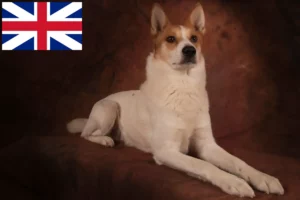 Read more about the article Norrbottenspitz breeders and puppies in Great Britain