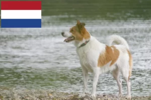 Read more about the article Norrbottenspitz breeders and puppies in Netherlands