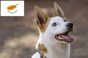 Read more about the article Norrbottenspitz breeders and puppies in Cyprus