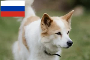 Read more about the article Norrbottenspitz breeders and puppies in Russia