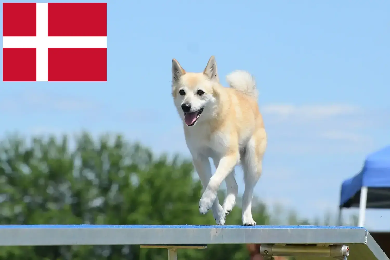 Read more about the article Norwegian Buhund breeder and puppies in Denmark