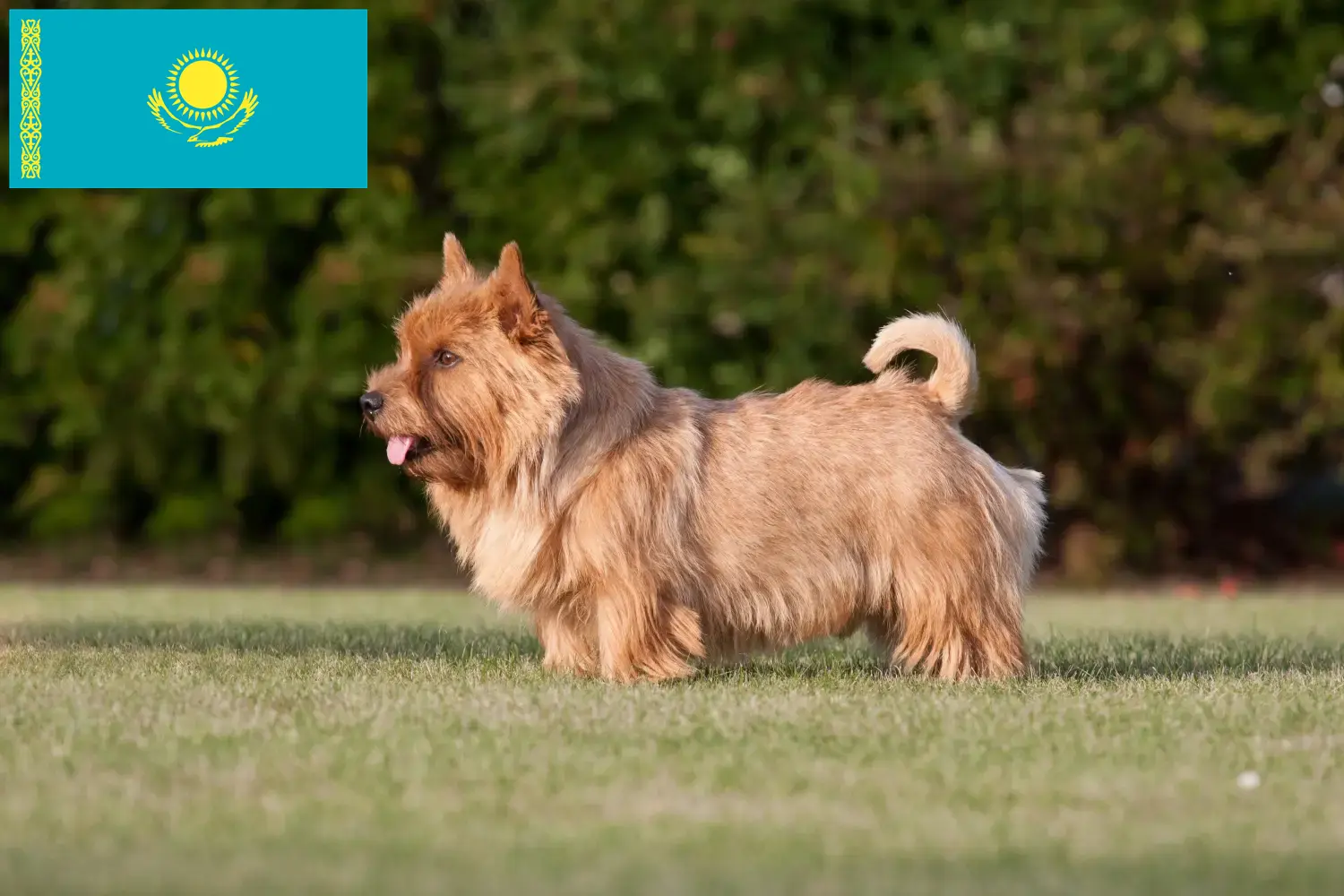 Read more about the article Norwich Terrier breeders and puppies in Kazakhstan