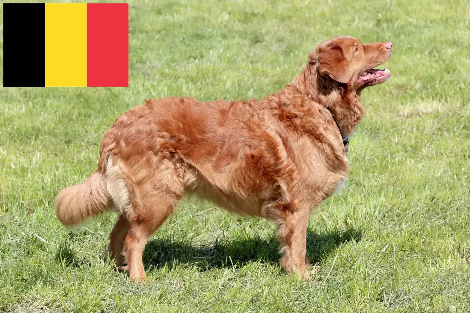 Nova Scotia Duck Tolling Retriever puppies and breeders Belgium Find Nova Scotia Duck Tolling Retriever breeders in Belgium.