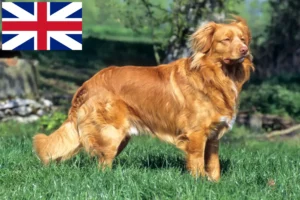 Read more about the article Nova Scotia Duck Tolling Retriever Breeders and Puppies in the UK
