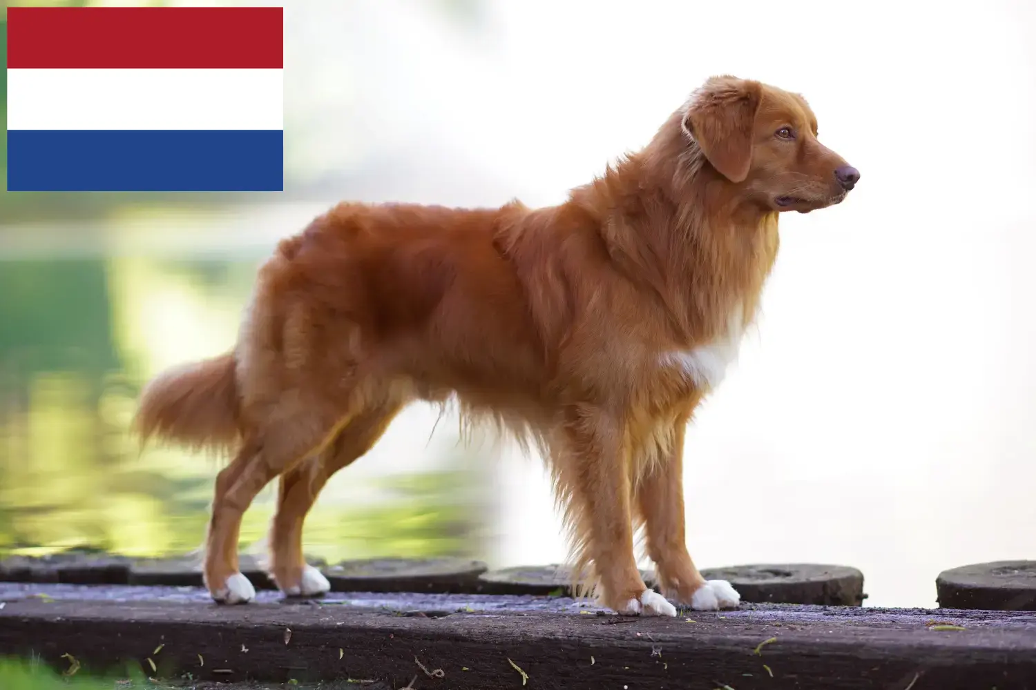 Nova Scotia Duck Tolling Retriever puppies and breeders Netherlands Find Nova Scotia Duck Tolling Retriever breeders in the Netherlands.
